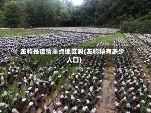 龙驹是疫情重点地区吗(龙驹镇有多少人口)-第2张图片